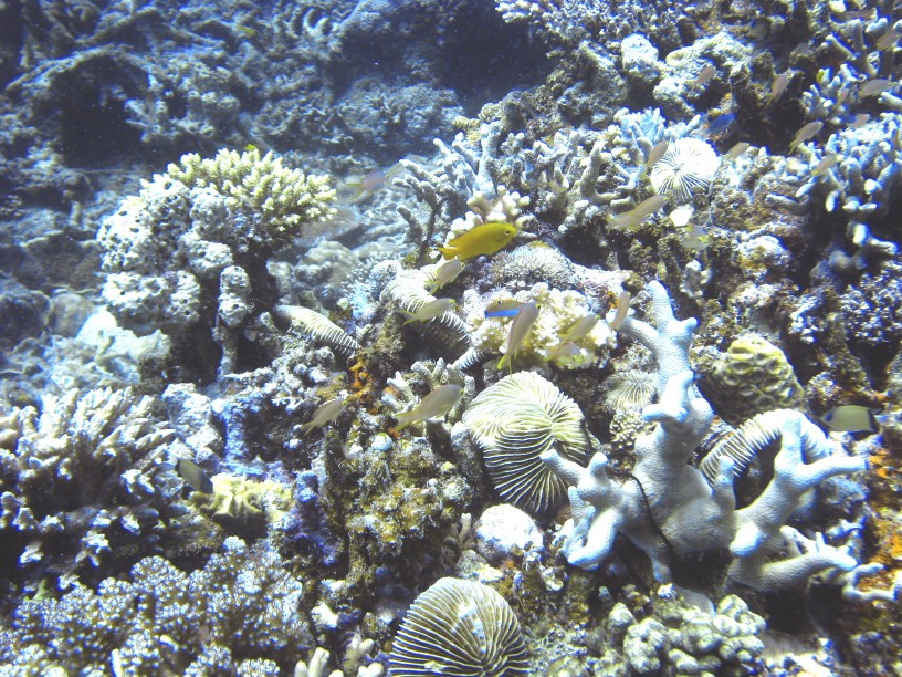 Vue sur le corail philippin