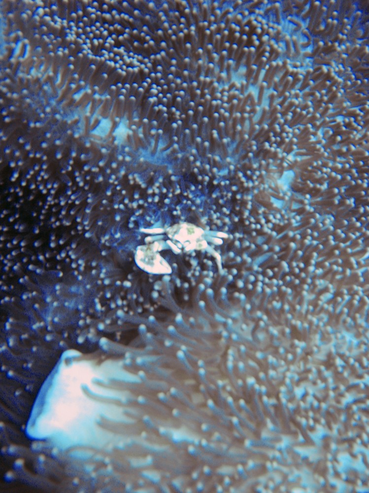 Crabe porcelaine
