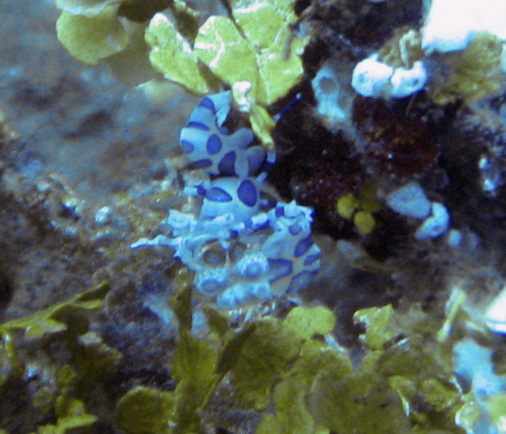 Crabe porcelaine