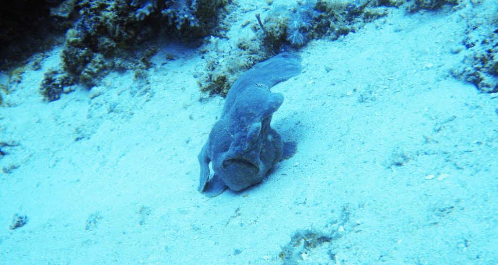 Frogfish Philippines