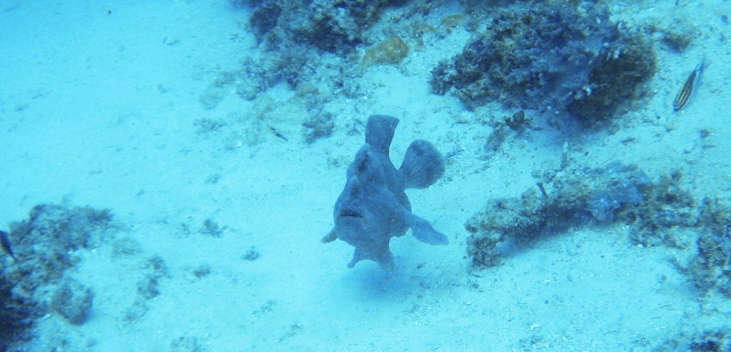 Frogfish Philippines