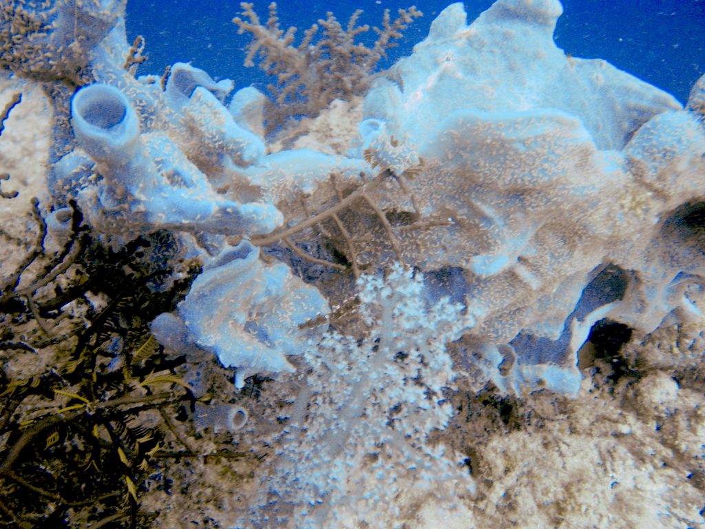 Frogfish qui se confond avec le corail