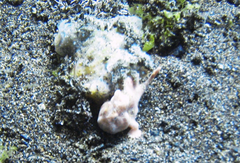 Un poisson avec des pattes