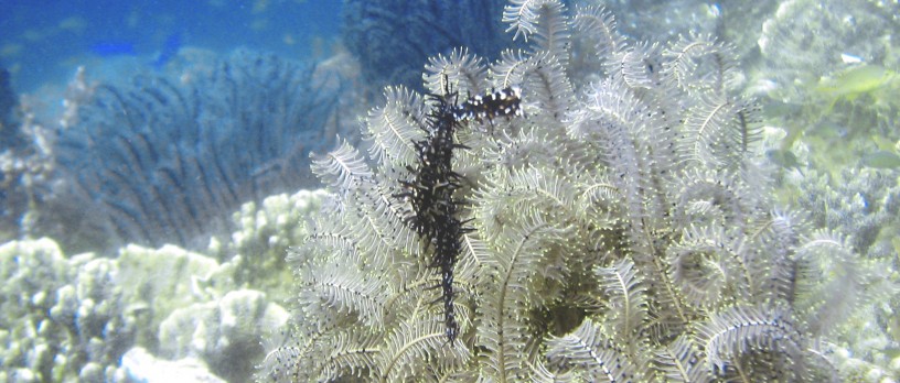 Ghostfish