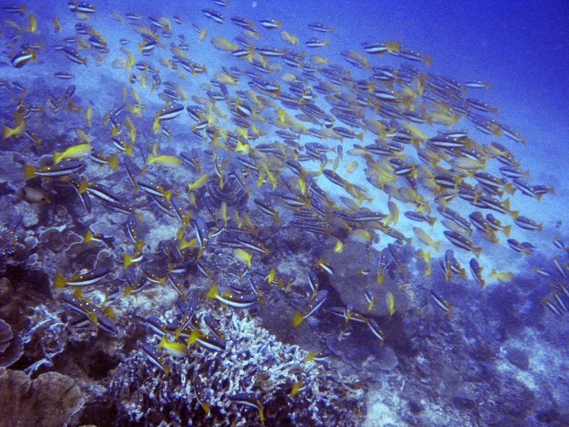 Un nuage de poissons aux Philippines