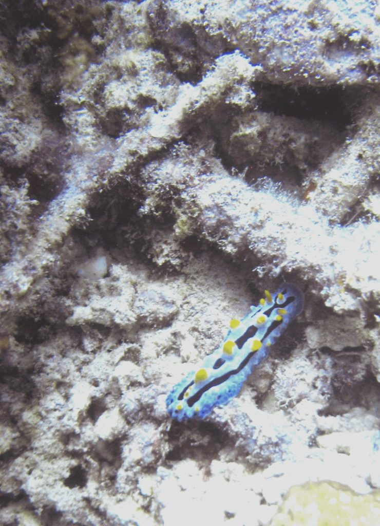 Nudibranche