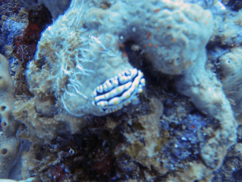 Nudibranche flou