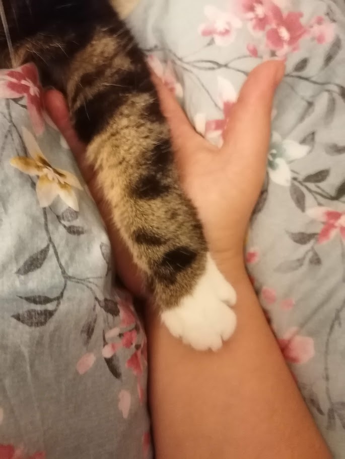 La patte de Kenya sur mon bras
