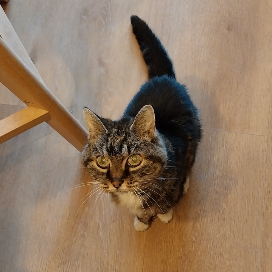 Mon petit chat capricieux
