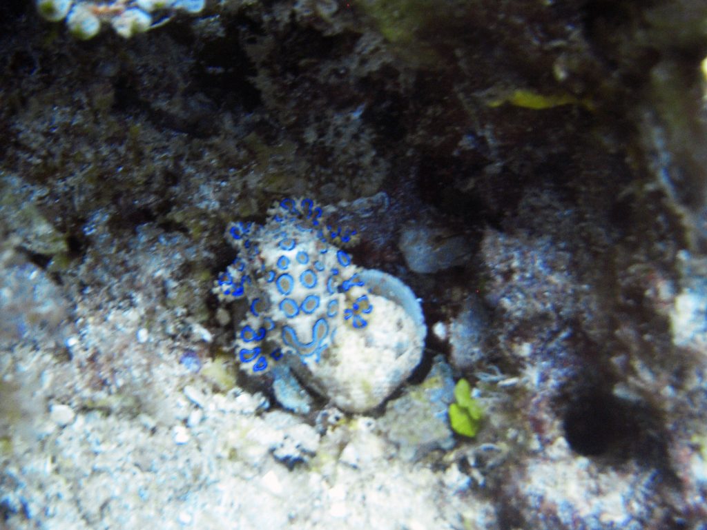 Petit poulpe vénéneux