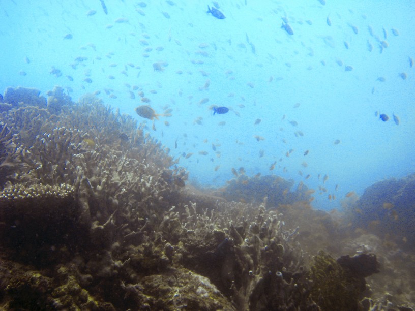 L'horizon plein de poissons en plongée