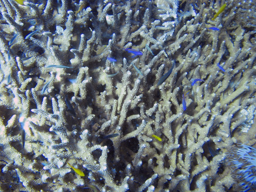Petits poissons dans un corail