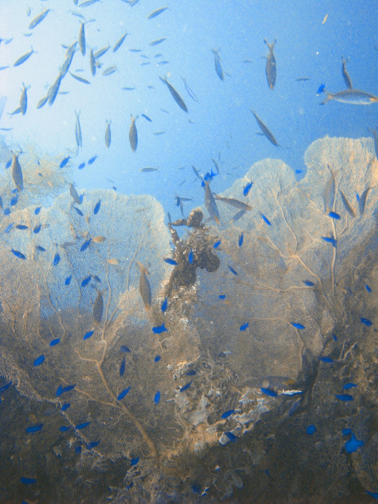 Des petits poissons dans le corail