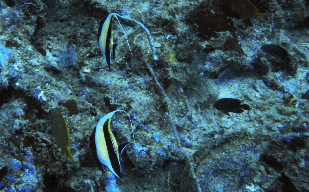 Poisson cochet