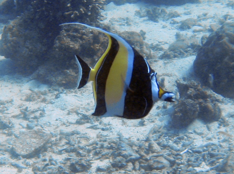 Un Zanglus cornutus
