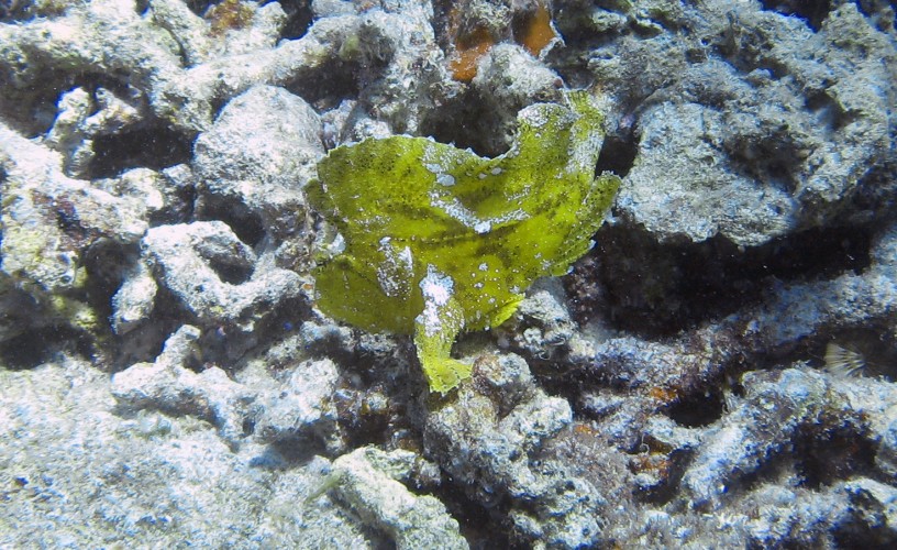 Poisson-feuille