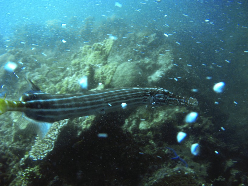 Un poisson flûte aux Philippines