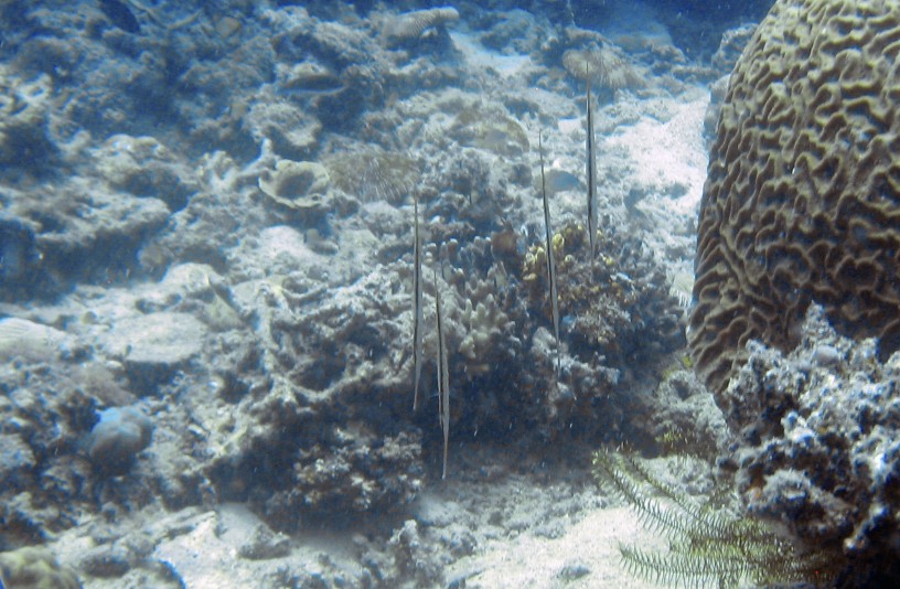 razorfish
