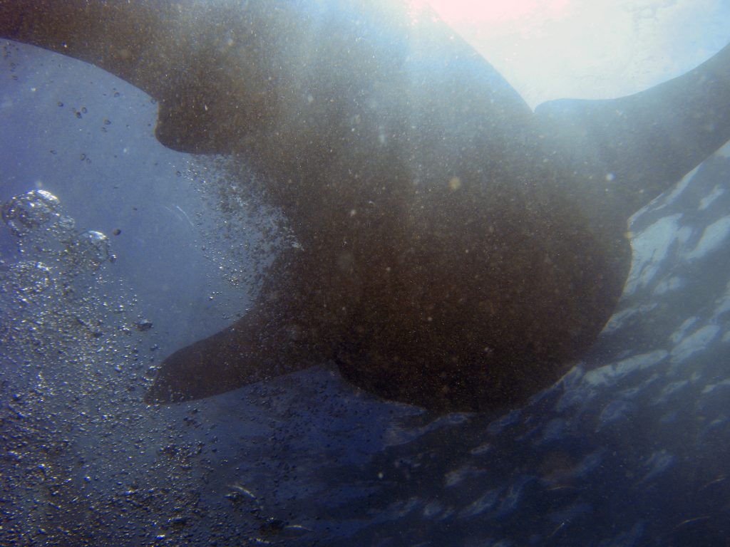 Un requin baleine aux Philippines
