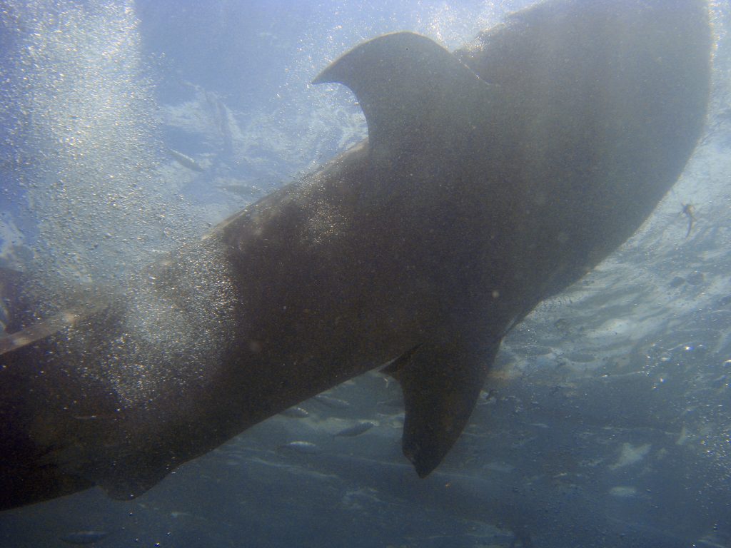 Un requin baleine aux Philippines