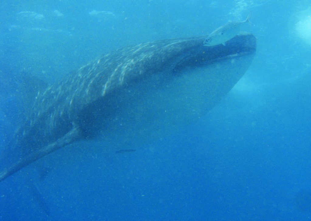 Un requin baleine aux Philippines