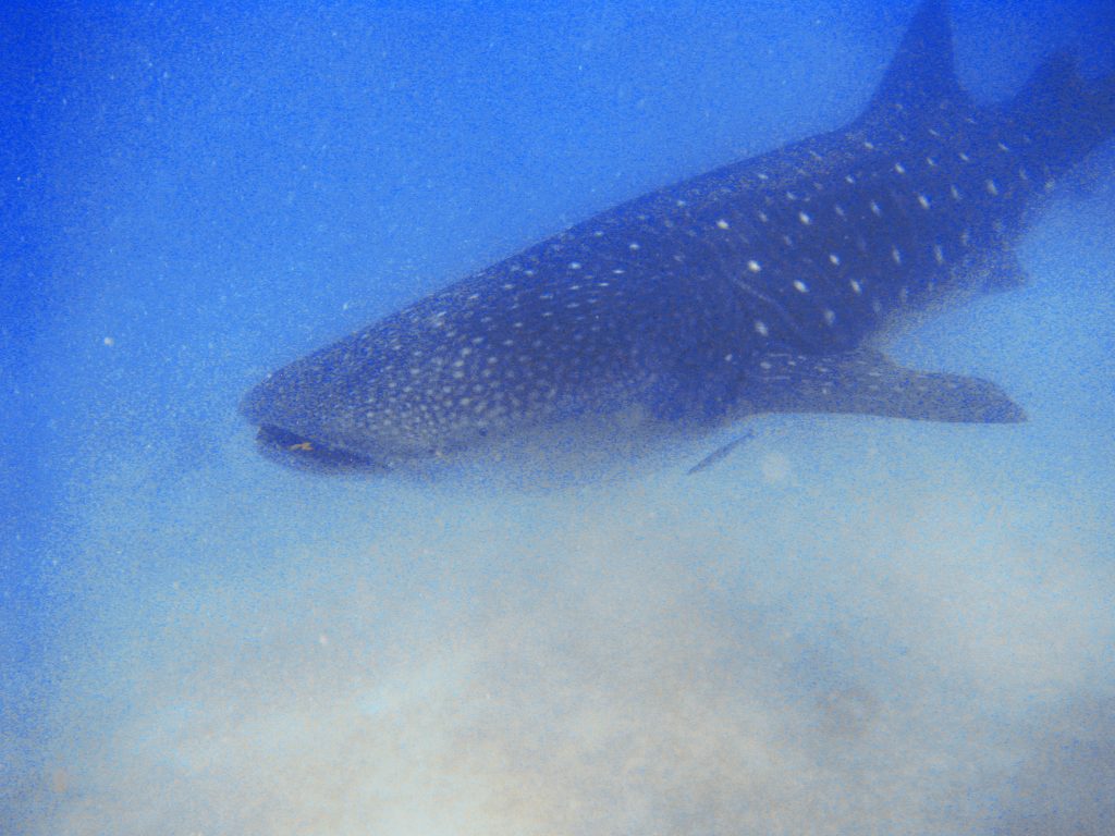 Un requin baleine aux Philippines