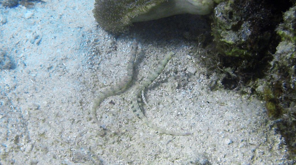 Un couple de syngnathes