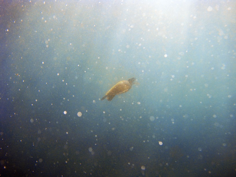 Une tortue remonte vers la surface