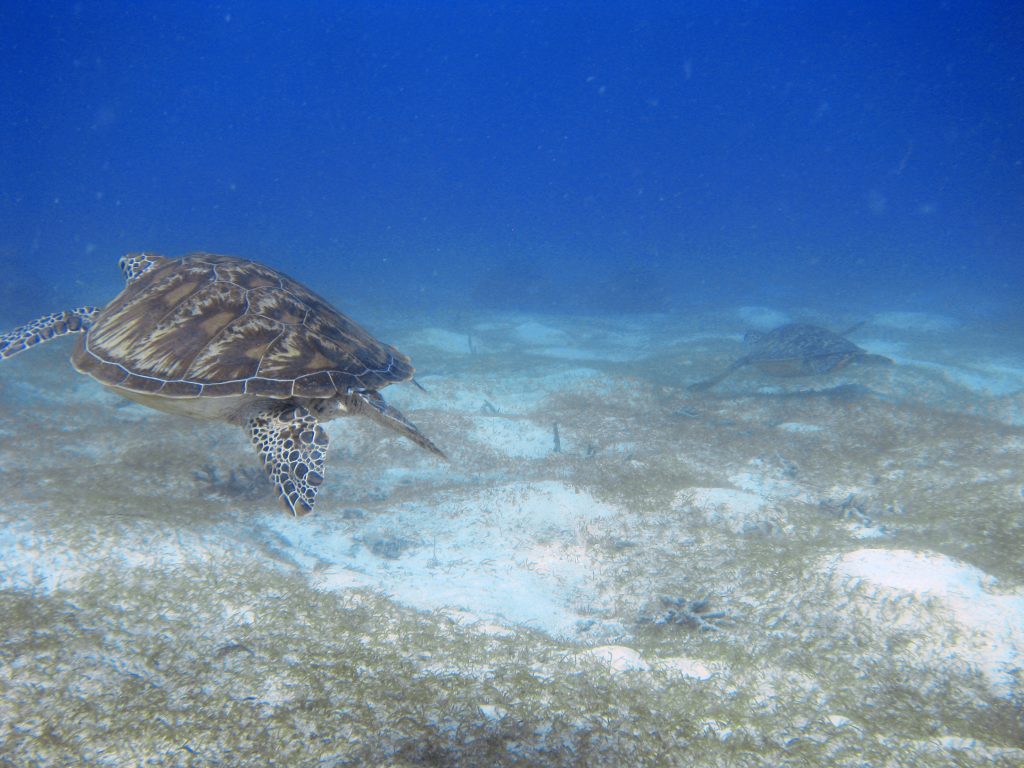 tortues philippines